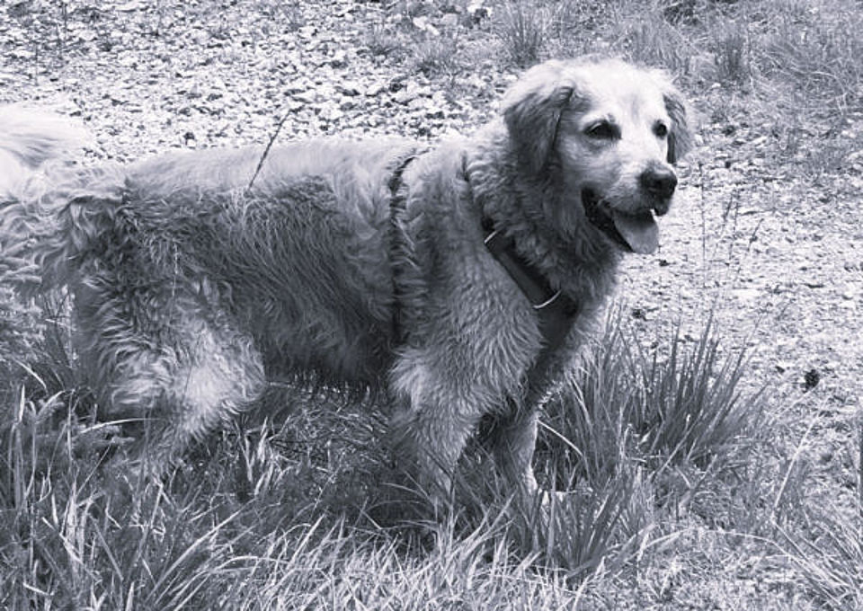 In ehrendem Gedenken an Rettungshündin Josy († 2019). Ein würdevolles Schwarz-Weiß-Porträt der Rettungshündin Josy. Die Hündin steht aufmerksam auf einer Wiese und blickt ruhig zur Seite. Das Bild ist in körniger Schwarz-Weiß-Optik gehalten und würdigt ihren langjährigen, treuen Dienst in der Rettungshundestaffel des DRK-Kreisverbandes Eisenach e.V.