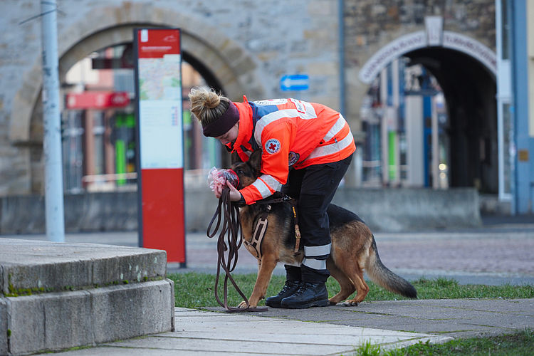 Einsatzübung der DRK-Rettungshundestaffel im städtischen Bereich Eine Rettungshundeführerin des Deutschen Roten Kreuzes in leuchtend orange-blauer Einsatzkleidung arbeitet mit einem Deutschen Schäferhund auf einem öffentlichen Platz. Sie trägt eine dunkle Mütze und beugt sich konzentriert zu dem Hund herab, während sie eine lange Leine in den Händen hält. Im Hintergrund sind historische Torbögen aus Stein und eine rote Informationsstele zu sehen. Die Szene zeigt das Training der Flächen- oder Personensuche in einer urbanen Umgebung.
