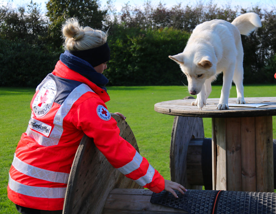 DRK-Rettungshundeausbildung: Übung zur Trittsicherheit auf dem Hundeplatz. Rückansicht einer DRK-Einsatzkraft in einer leuchtend orangefarbenen Wetterjacke mit Reflektoren und dem Aufdruck „Rettungshundestaffel“. Sie steht an einer großen Holz-Kabeltrommel und sichert einen weißen Hund, der konzentriert von der Trommel auf ein mit Gummimatten belegtes Hindernis herabsteigt. Das Training findet auf einer weitläufigen grünen Wiese unter klarem Himmel statt. Die Szene verdeutlicht die sorgfältige Vorbereitung der Hunde auf schwierige Untergründe im Einsatz.