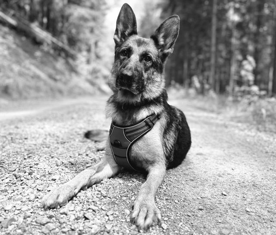 In ehrendem Gedenken an Rettungshündin Eika († 2023). Ein würdevolles Schwarz-Weiß-Porträt der Rettungshündin Eika. Die Deutsche Schäferhündin liegt aufmerksam und mit erhobenem Kopf auf einem hellen Schotterweg im Wald. Sie trägt ein dunkles, gepolstertes Einsatzgeschirr mit reflektierenden Elementen. Ihr Blick ist konzentriert und leicht zur Seite gerichtet. Das Bild würdigt ihren langjährigen, treuen Dienst in der DRK-Rettungshundestaffel.